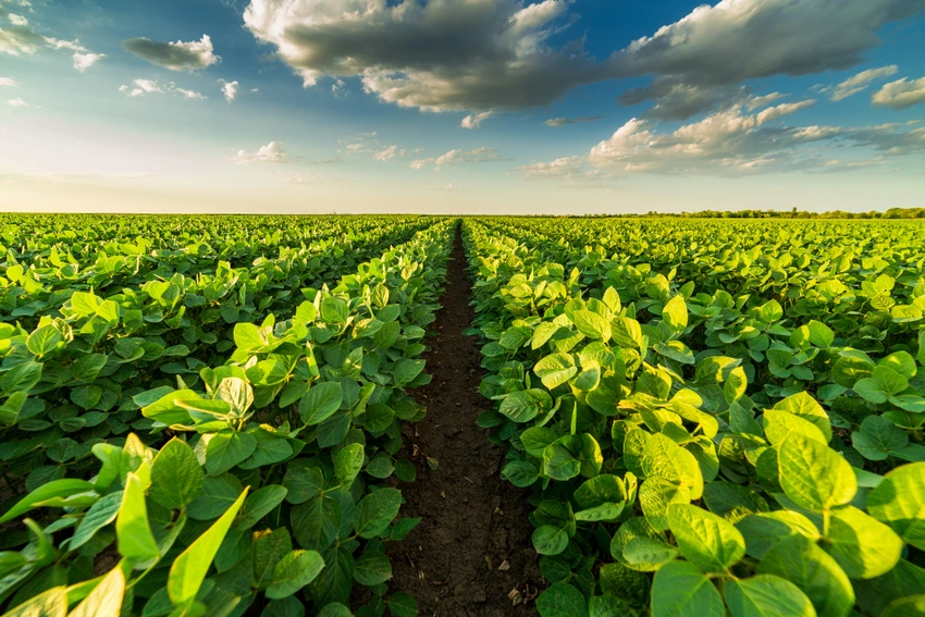 qual-e-a-atratividade-do-mercado-de-bionematicidas-para-soja-no-brasil