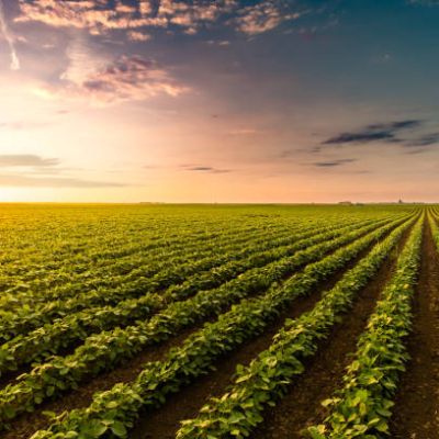 Cultivated land in a rural landscape at sunset