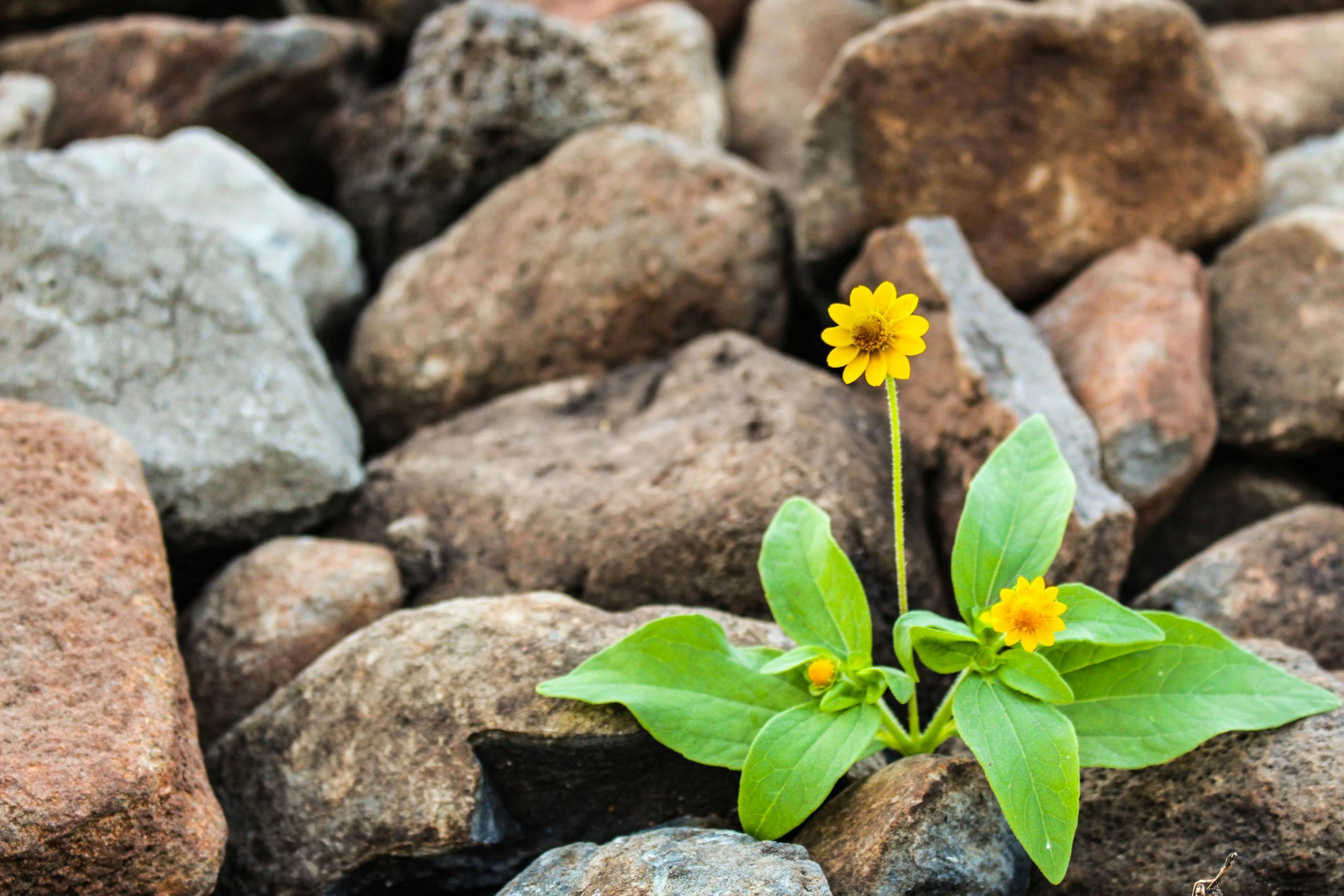 como-o-roic-revela-a-resiliencia-das-empresas-do-agronegocio-brasileiro