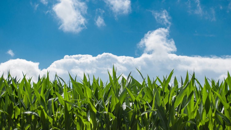 o-que-podemos-aprender-com-a-estrategia-da-monsanto-em-sementes-e-defensivos